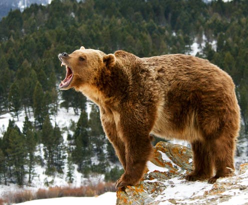 Urso pardo de pé na neve, boca aberta em rugido, com floresta nevada ao fundo.