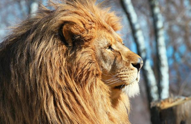 Leão macho com juba dourada em perfil, olhando à direita, com árvores e céu ao fundo.