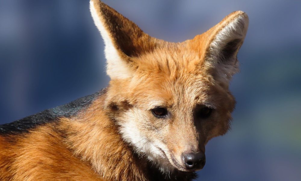 BC lançará cédula de R$ 200 com imagem do lobo guará