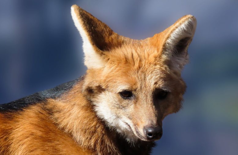 lobo guará