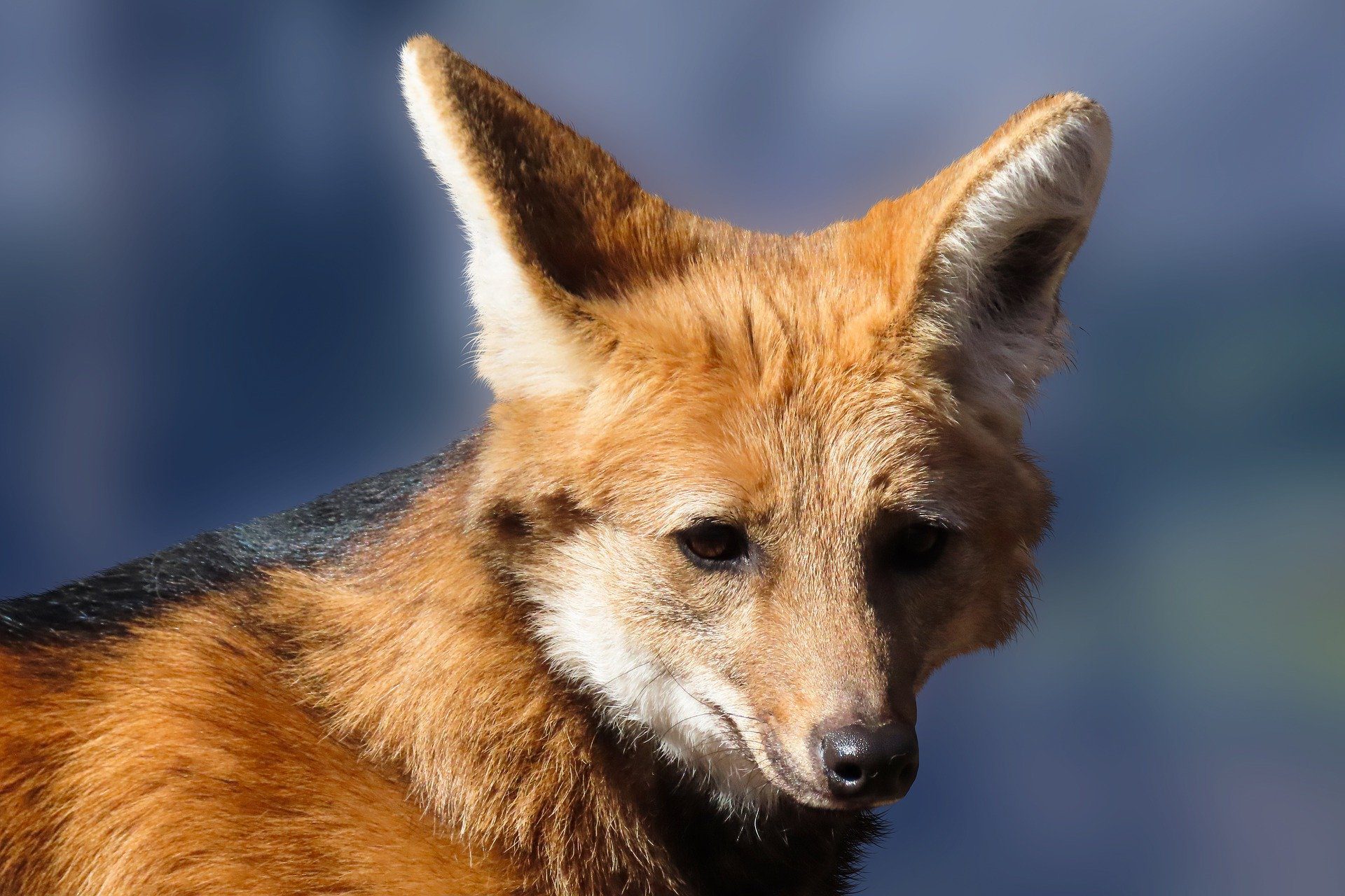 lobo guará