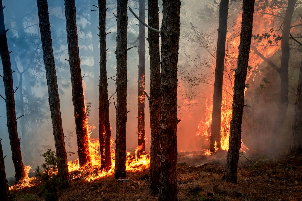 Incêndio florestal