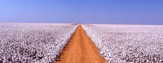 Longa estrada de terra laranja em vastos campos de algodão branco sob um céu azul claro.