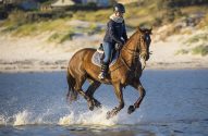 cavalo