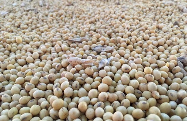 Grande quantidade de grãos de soja secos espalhados.