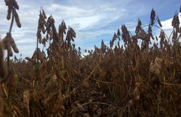 Campo de plantas de soja marrons secas com vagens sob céu nublado, prontas para colheita.