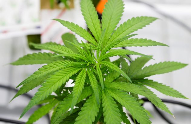 Planta de cannabis verde com múltiplas folhas e novo crescimento em ambiente interno.