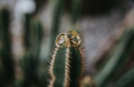 Dois anéis de ouro entrelaçados em espinhos de cacto verde.