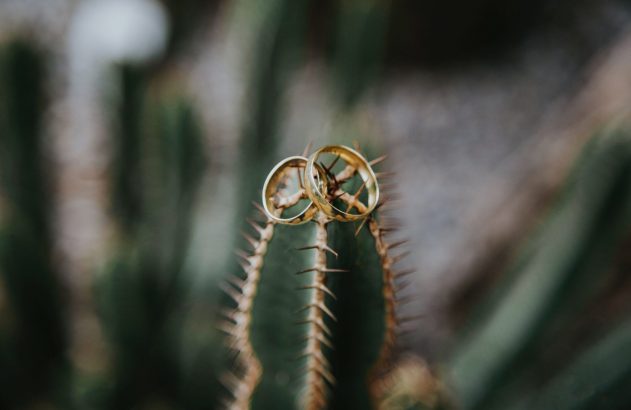 Dois anéis de ouro entrelaçados em espinhos de cacto verde.