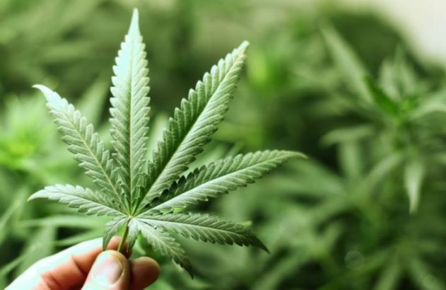 Mão segura folha de cannabis com plantas de cannabis desfocadas ao fundo.