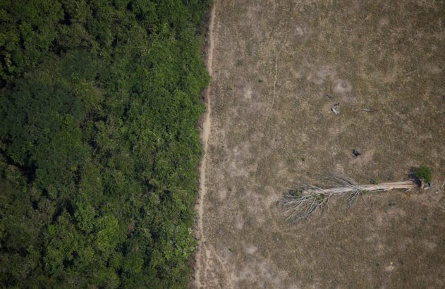 Vista aérea de área desmatada com árvore caída contrastando com floresta verde densa à esquerda.