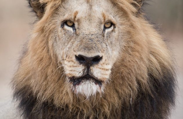 Leão de juba olhando diretamente à frente, com sangue na boca, deitado.