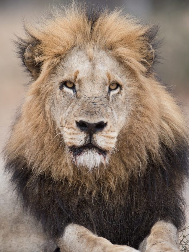 Leão de juba olhando diretamente à frente, com sangue na boca, deitado.