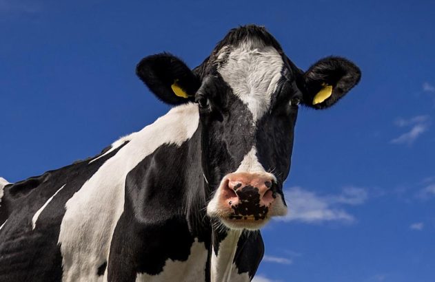 Vaca preta e branca com focinho rosa, olhando para frente. Brincos amarelos. Céu azul com nuvens.