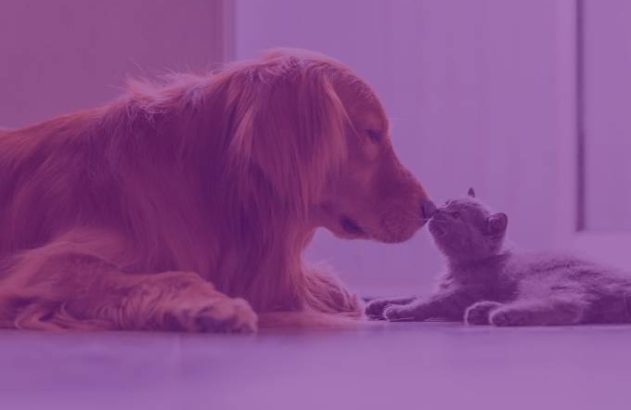 Cachorro Golden Retriever e filhote de gato deitados no chão, tocando os narizes.