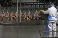 Aves penduradas em ganchos de linha de processamento. Trabalhador em uniforme branco as manuseia.