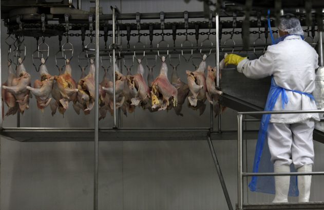 Aves penduradas em ganchos de linha de processamento. Trabalhador em uniforme branco as manuseia.