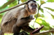 Macaco-prego em galho, segurando alimento, olhos arregalados em ambiente natural.