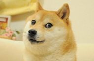 doge