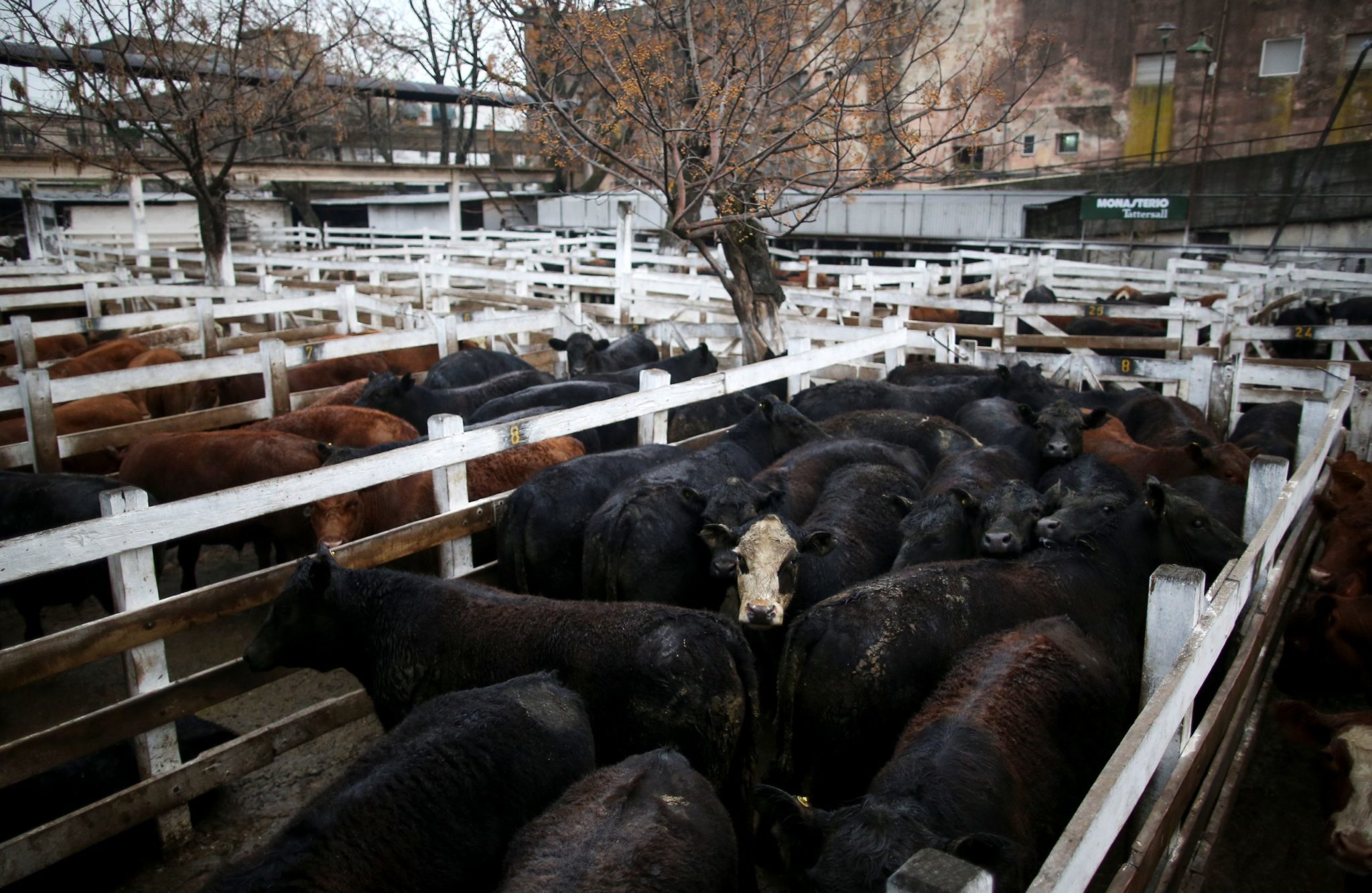 Ministério confirma casos de vaca louca em Mato Grosso e Minas Gerais