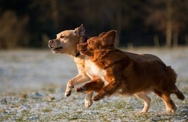 Dois cães saltando em campo com neve: um claro, outro avermelhado.