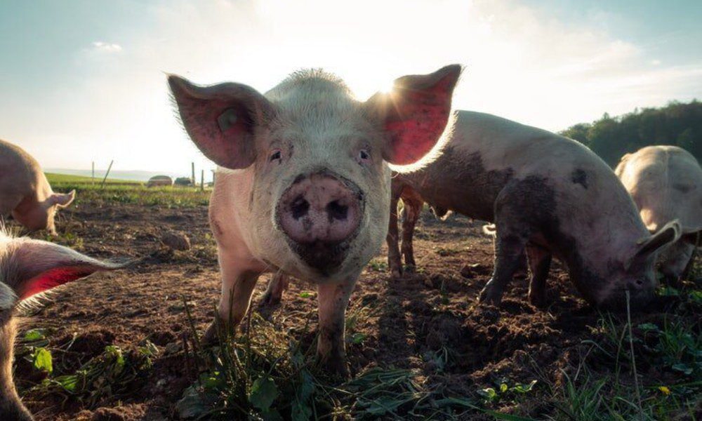 Ipea eleva projeção do PIB agropecuário para 2,6% e alerta sobre crise hídrica