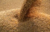 Grãos de soja claros caem em um fluxo contínuo, formando uma grande pilha.