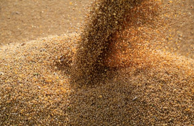 Grãos de soja claros caem em um fluxo contínuo, formando uma grande pilha.