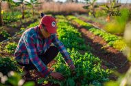 Pessoa agachada em campo cultivado, boné vermelho, camisa xadrez, cuidando de fileiras de plantas verdes.