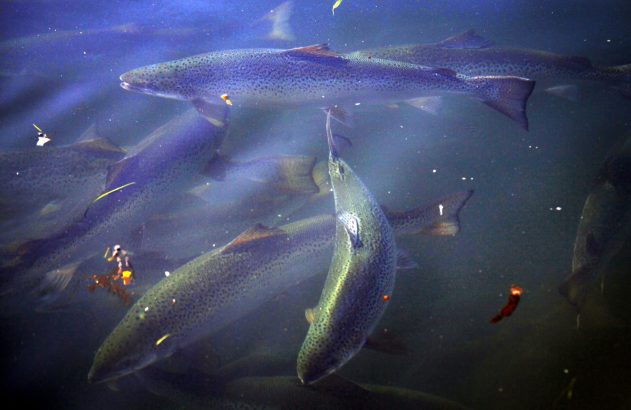 Muitos peixes em água azul-escura, um sendo fisgado e erguido verticalmente, com partículas flutuantes.