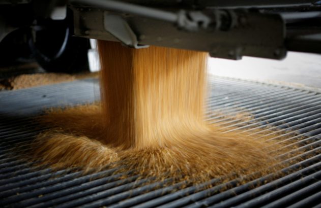 Grãos dourados caindo de uma máquina sobre uma grade metálica. Imagem de manuseio agrícola.