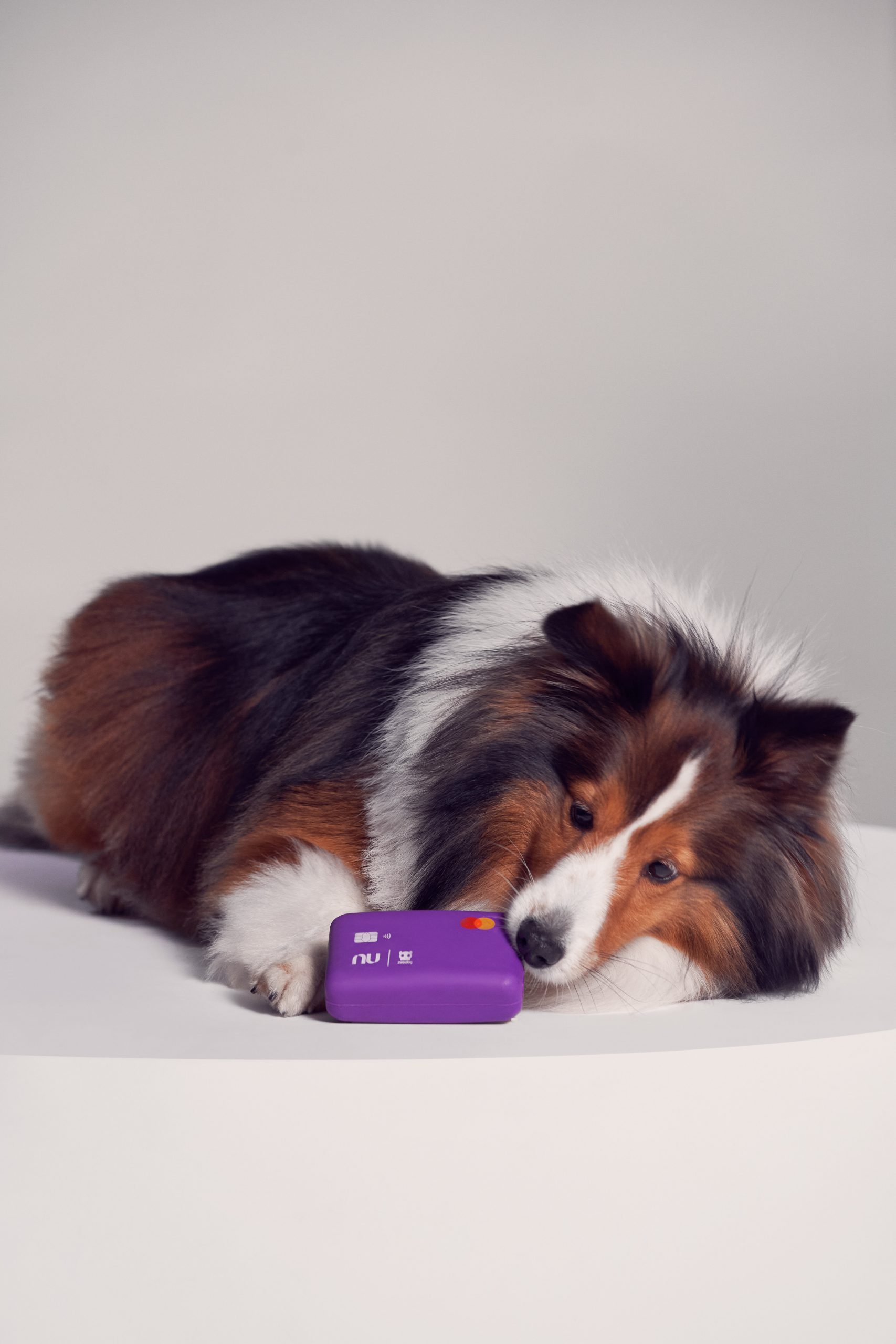 Nubank e Zee.Dog lançam o Nudog, cartão para cachorro