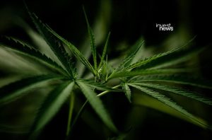 Planta de cannabis verde, com folhas serrilhadas e pontudas, em close-up, destacando-se de fundo escuro e desfocado.