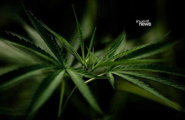 Planta de cannabis verde, com folhas serrilhadas e pontudas, em close-up, destacando-se de fundo escuro e desfocado.