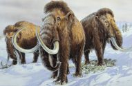 Ilustração: Três mamutes lanosos marrons com presas longas, em paisagem nevada.