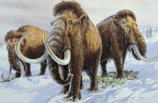 Ilustração: Três mamutes lanosos marrons com presas longas, em paisagem nevada.