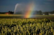Campo de trigo verde em foco. Ao fundo, irrigação forma um arco-íris sob céu escuro.