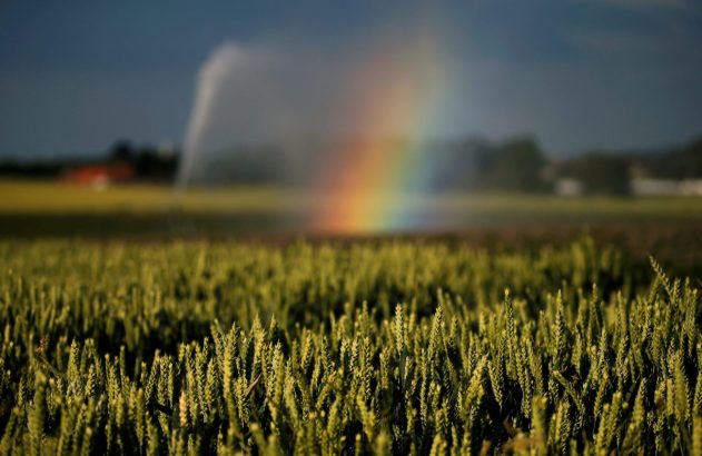 Campo de trigo verde em foco. Ao fundo, irrigação forma um arco-íris sob céu escuro.