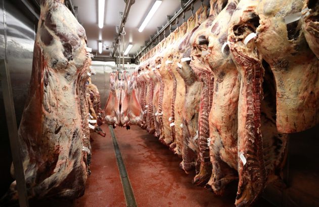 carne bovina
