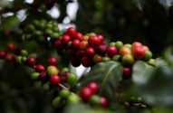 Cerejas de café verdes, amarelas e vermelhas em um galho, destacando a maturação.