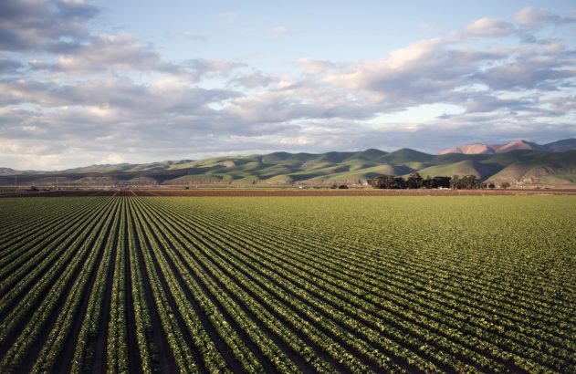 Vasto campo verde de plantas em fileiras que se estendem até colinas ondulantes e montanhas ao fundo, sob céu nublado.