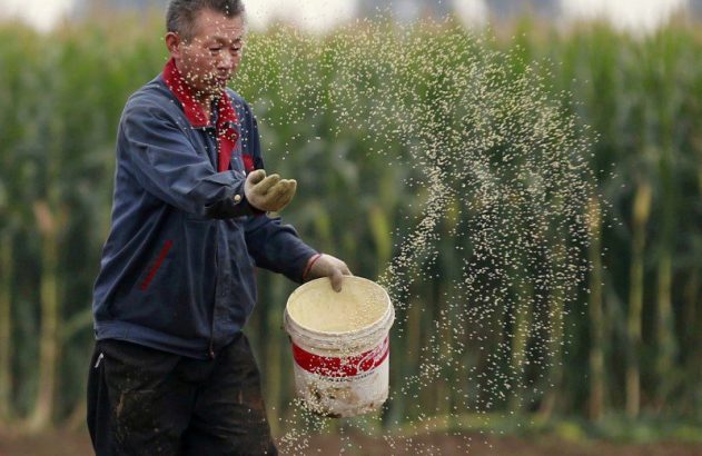 Agricultor espalha sementes ou fertilizante branco de balde em campo.