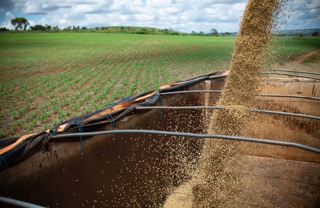 Grãos de soja caindo em caminhão. Campo verde cultivado e céu nublado ao fundo.