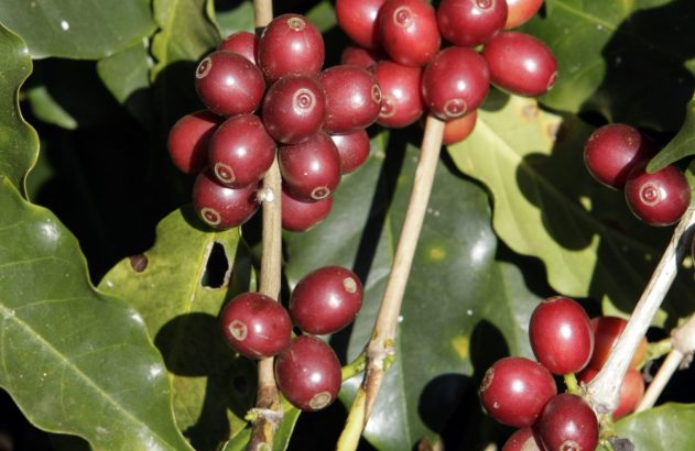 Cerejas de café vermelhas maduras em galhos verdes entre folhas.