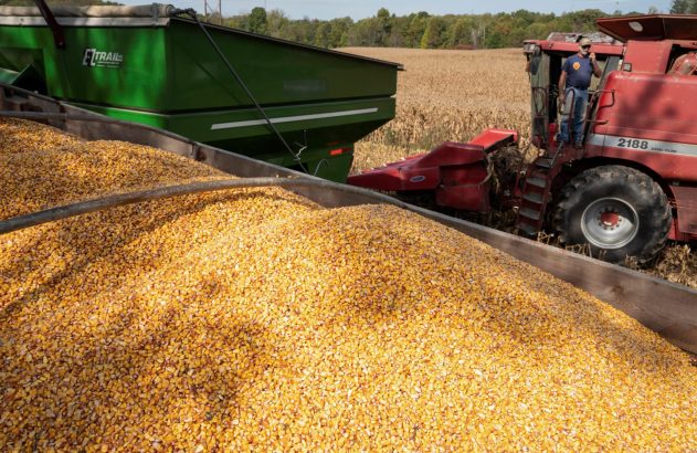 Milho colhido enche reboque. Colheitadeira vermelha com agricultor e graneleiro verde em campo.