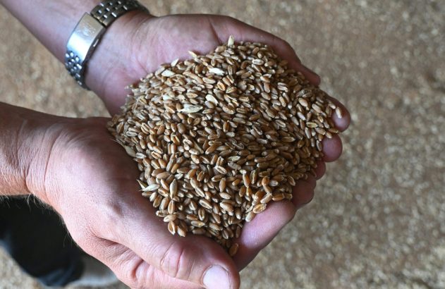 Mãos em concha segurando grãos. Fundo desfocado com mais grãos espalhados.