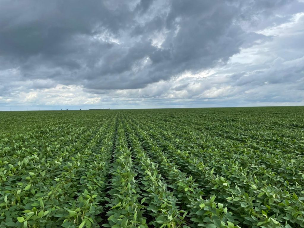 Produção de soja em fazenda da BrasilAgro na Bahia (Foto: Divulgação)