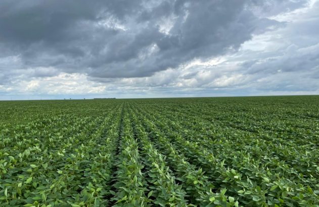 Produção de soja