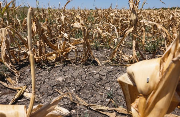 Milharal seco com folhas murchas e terra rachada, evidência de seca severa na agricultura.