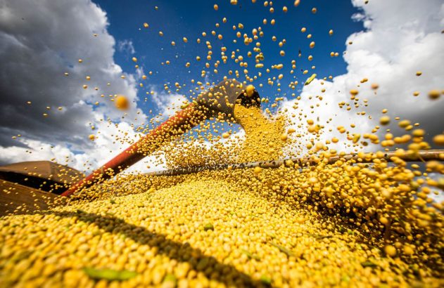 Soja amarela voando enquanto é despejada de um tubo sob céu azul e nuvens.